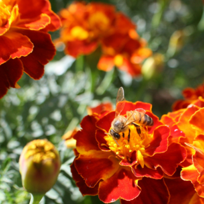 Pollinating Bees Attracted to Marigolds