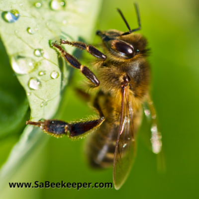 Thirsty Honey Bees