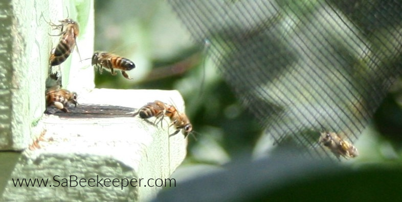 The Ecuador home bee hive that was rescued from a tree stump.