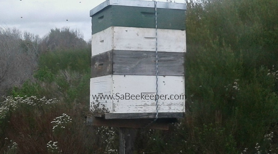 established beehive with 3 supers on the farm in south africa in the fybos fields