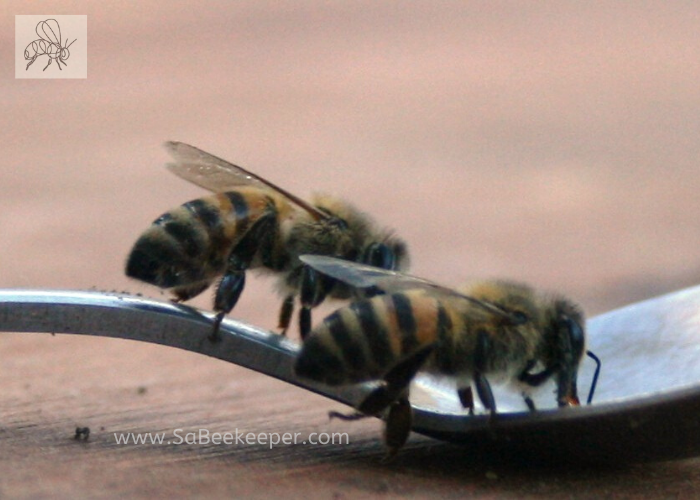 Ecuador honey bees that returned to home site after being moved to farm