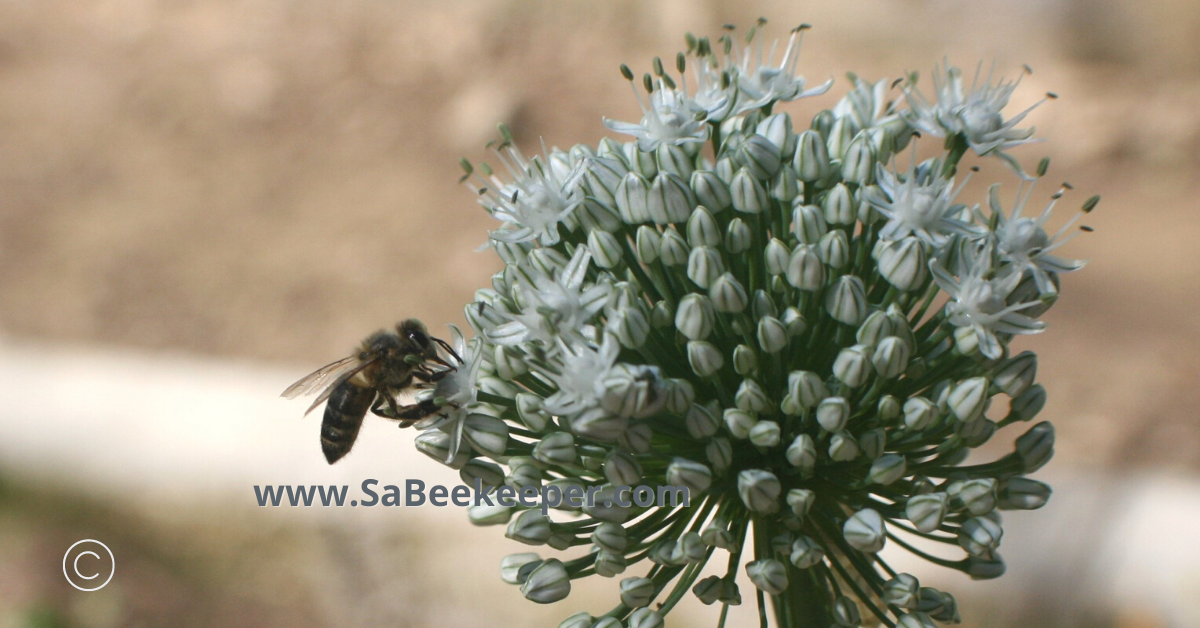 white onion flowers starting to open and flower to provide food for bees and get pollinated