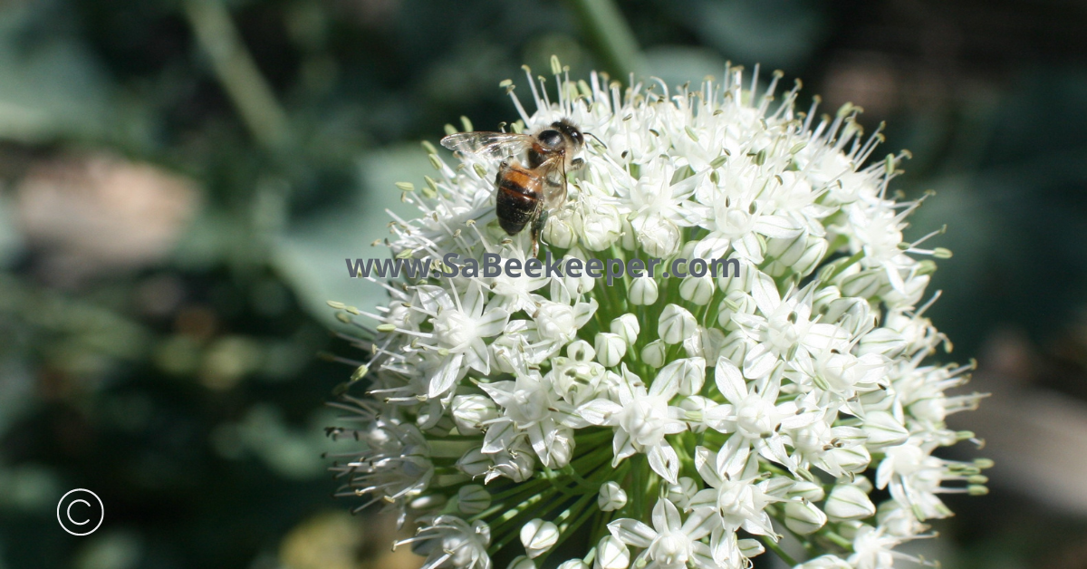 white flowering onion globe with bees foraging