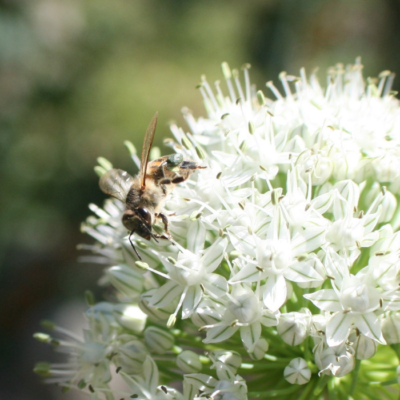 Bees Forage on White Onion flowers