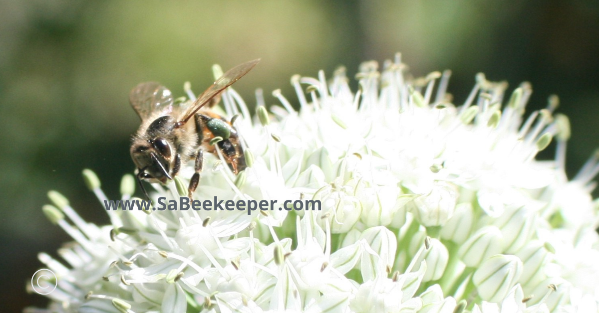 close up of a honey bee foraging on tiny white onion flowers