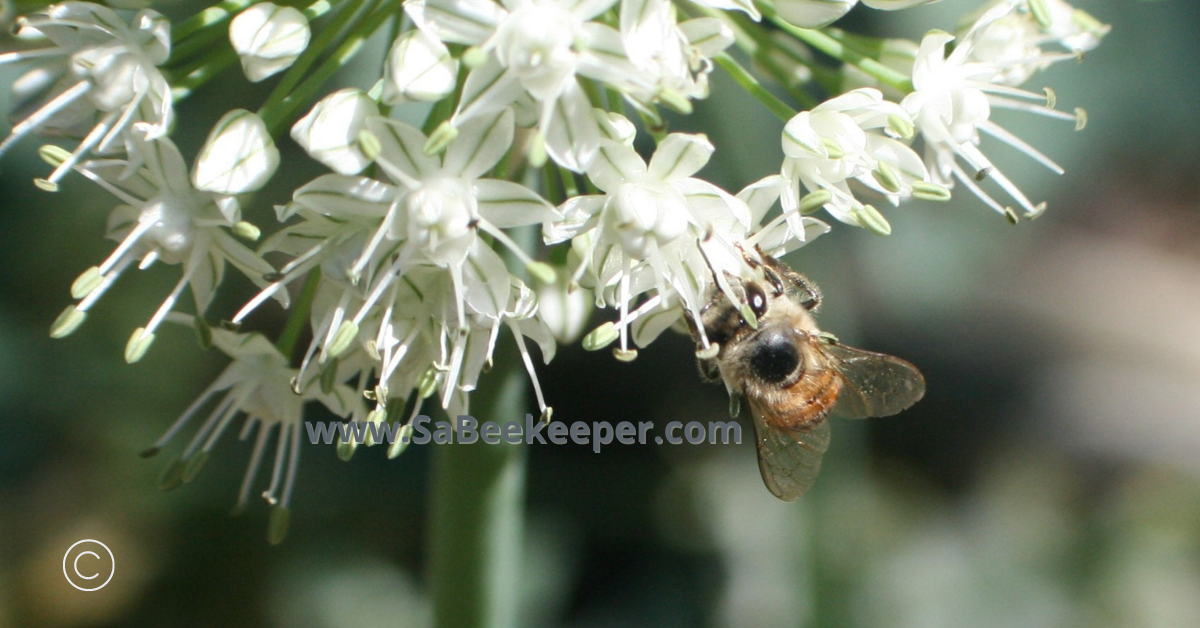 honey bee foraging on white onion flowers