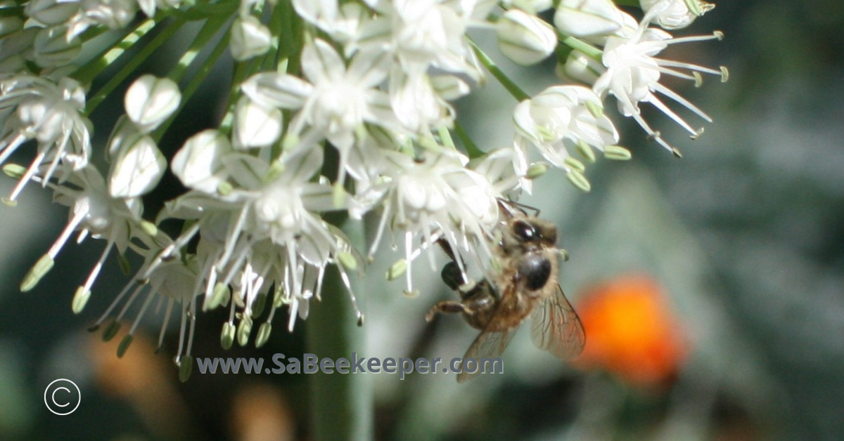 bees foraging on small onion flowers 