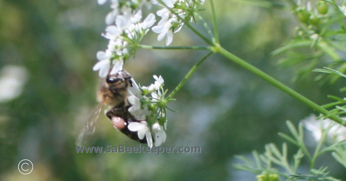 pinkish pollen collected from cilantro flowers
