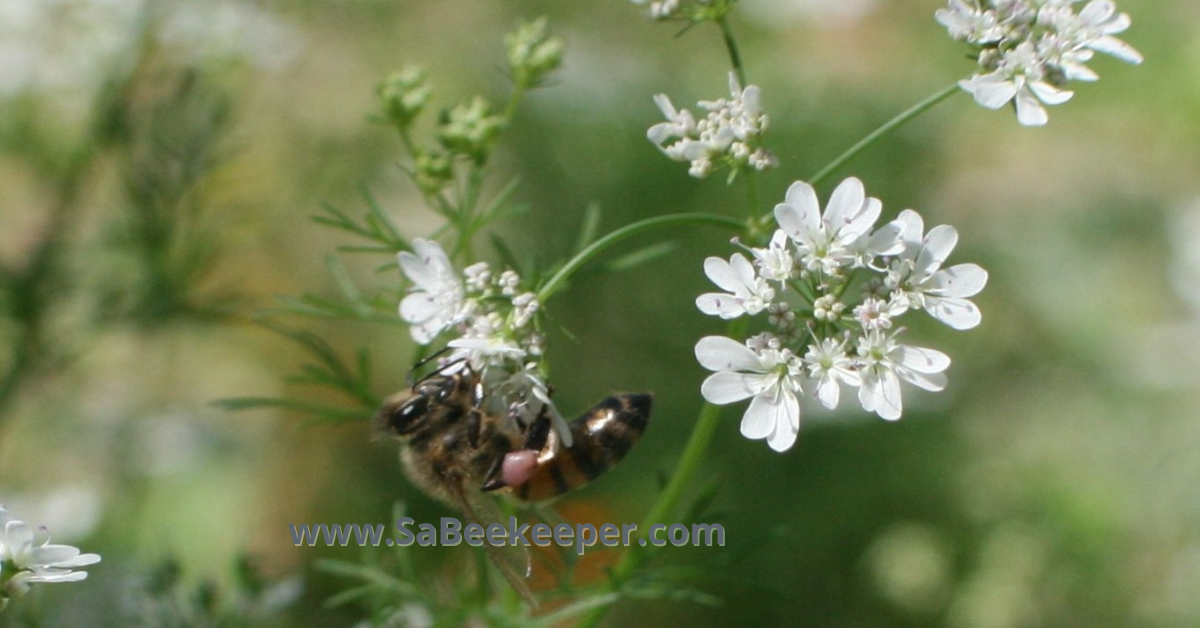 honey bee with pink pollen from the flowers
