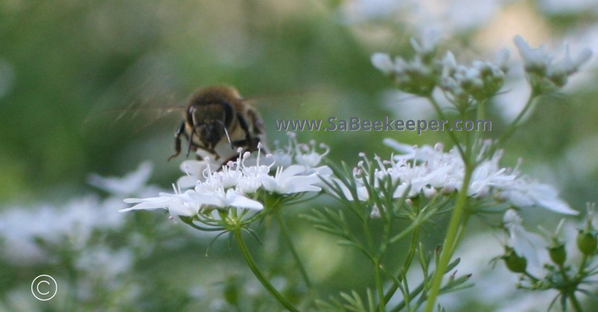 a honey bee landing on the cilantro flower
