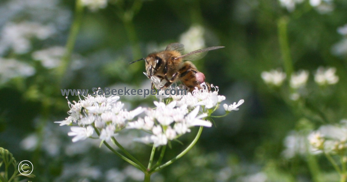 a honey bee with pinkish pollen on the flower

