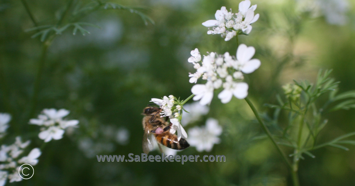 honey bee and pink pollen
