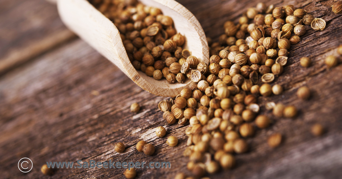 coriander seeds from the cilantro flower
