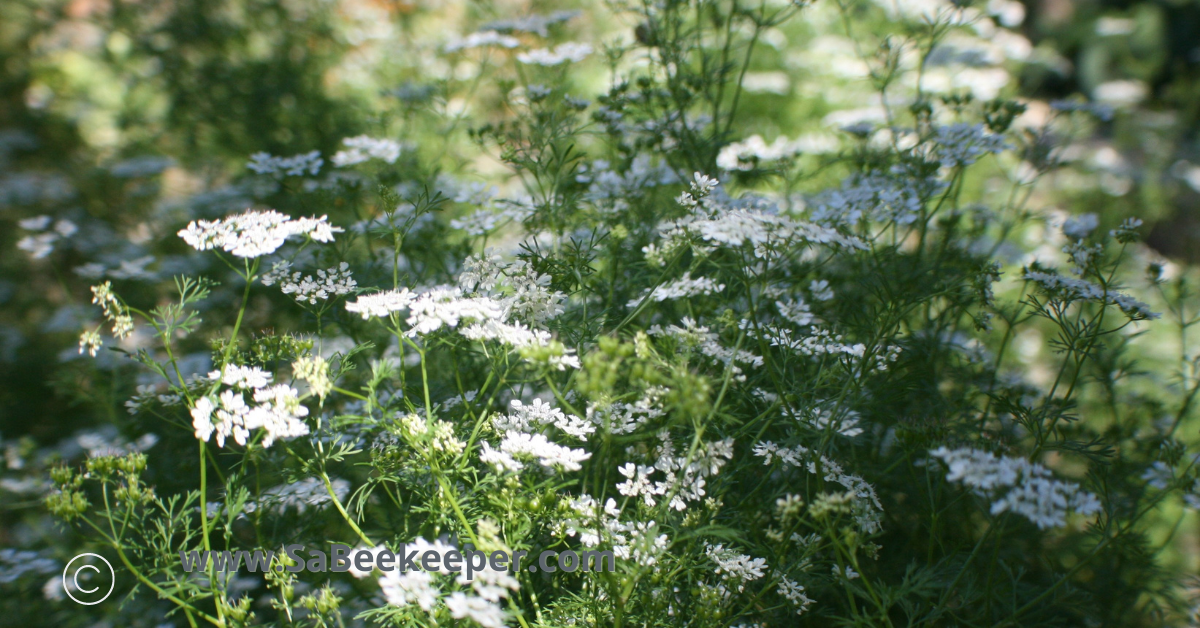 cilantro plant gone to flower and bees foraging
