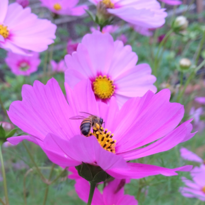 Colorful Cosmos Flowers Attract Bees