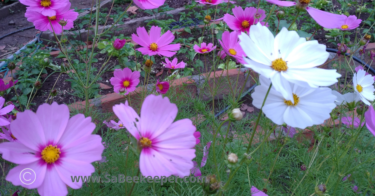 a garden of white pink and purple cosmos flowers