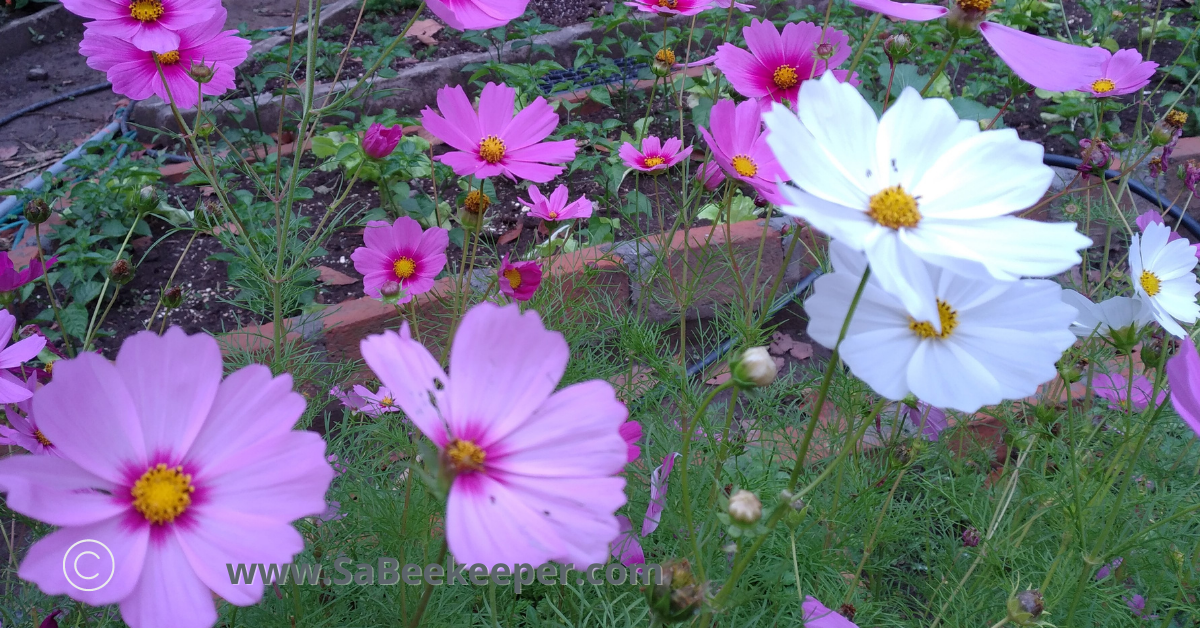 a garden of white pink and purple cosmos flowers
