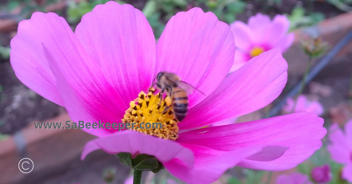 pink cosmos or lilac and foraging honey bee