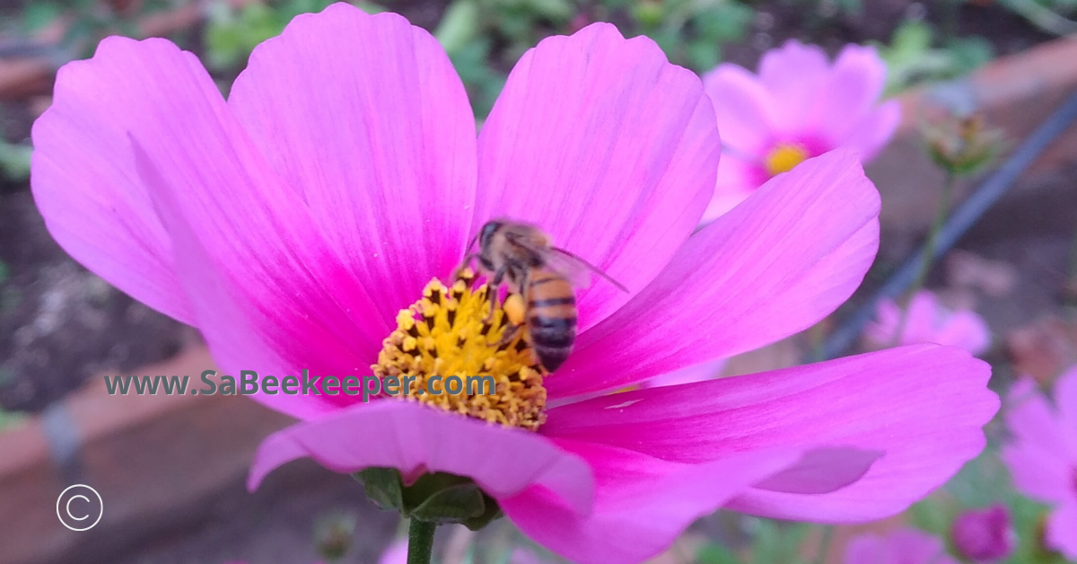 pink cosmos or lilac and foraging honey bee
