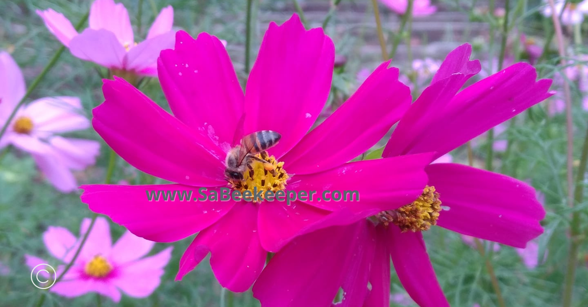 purple cosmos flowers and the honey bee