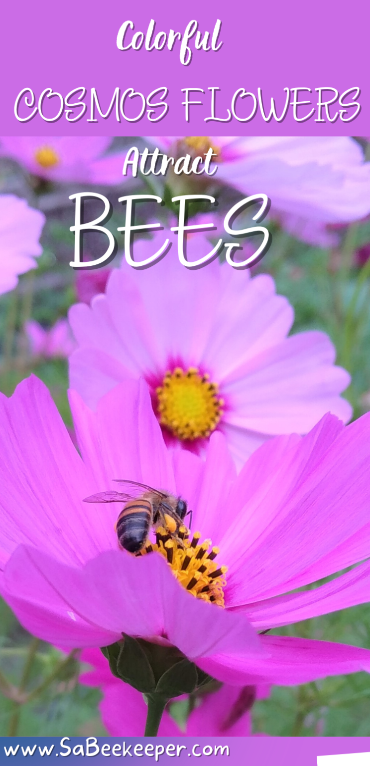 Colorful Cosmos Flowers Attract Bees SA BeeKeeper
