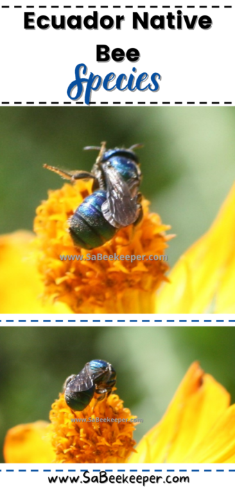 Ecuador native bees