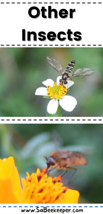 Other insects on flowers 
