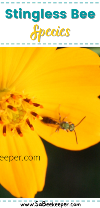 The stingless honey bee