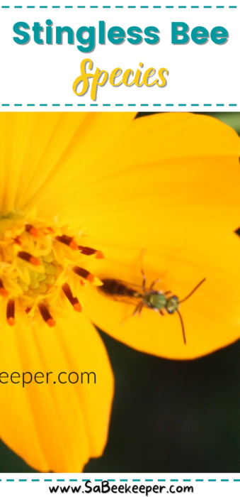 The stingless honey bee
