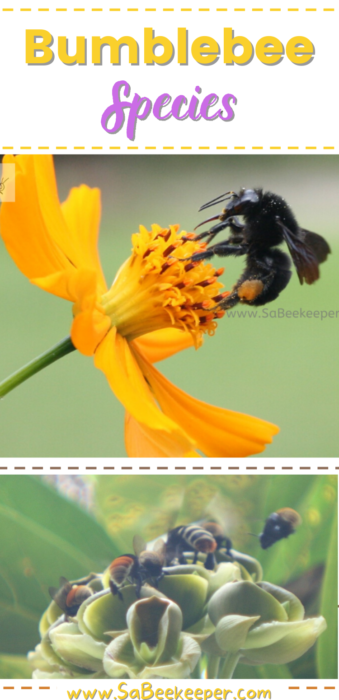 the bumblebee species