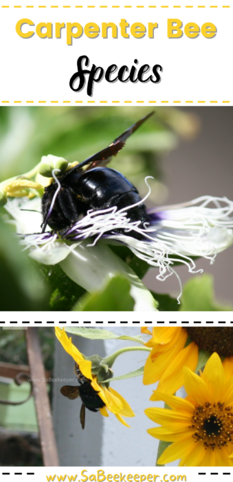 The carpenter bee species