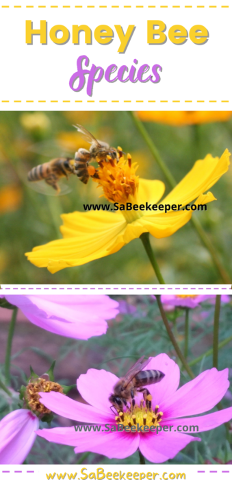 the honey bee species
