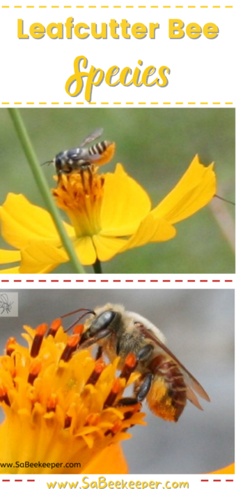 The different leafcutter bee species