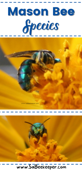 The mason bee species