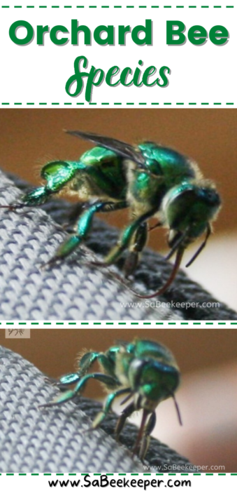 The orchard bee species