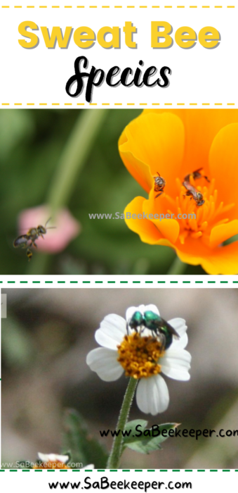 The sweat bee species