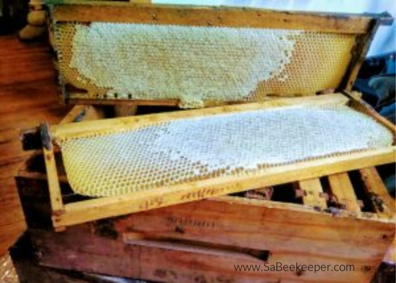 a newer comb of honey that is partly capped with wax and the other part of the new comb is still being filled with nectar to turn to honey.
