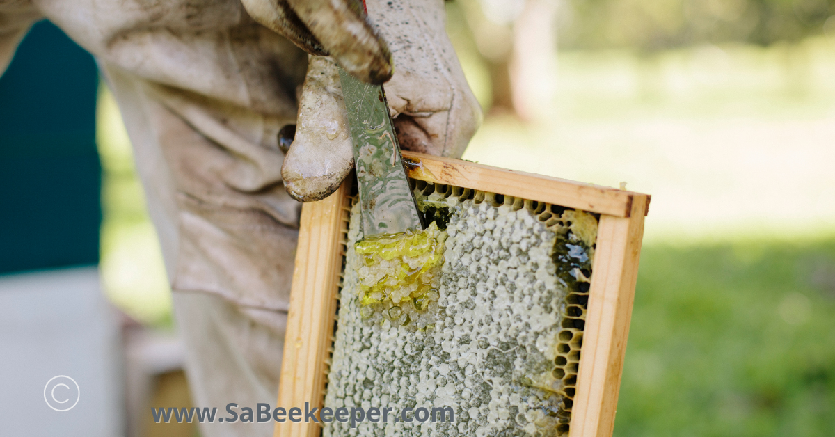 uncapping the wax capped honey comb to obtain the honey from.
