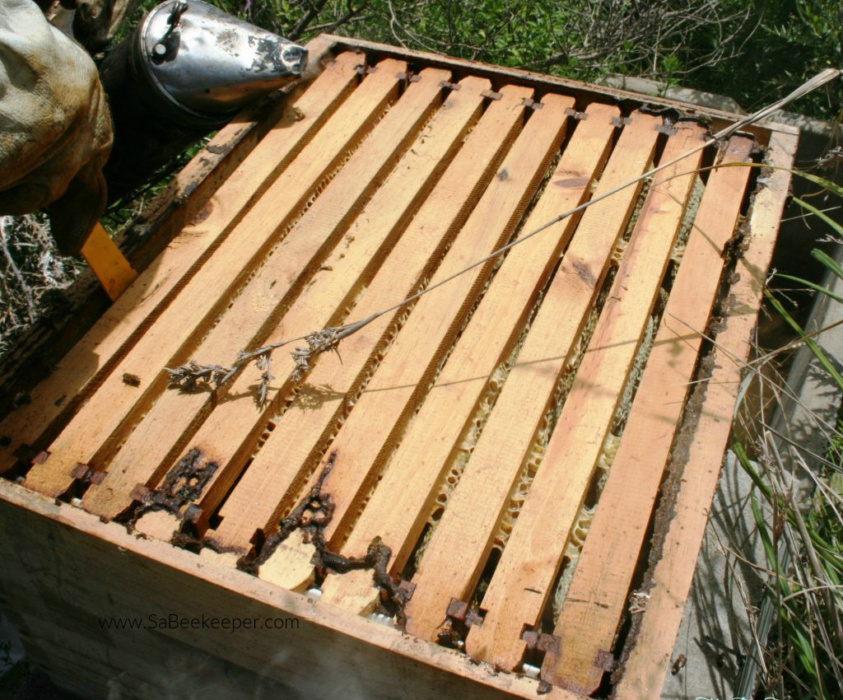 a super and the 10 frames from a beehive that is being inspected for honey to harvest.
