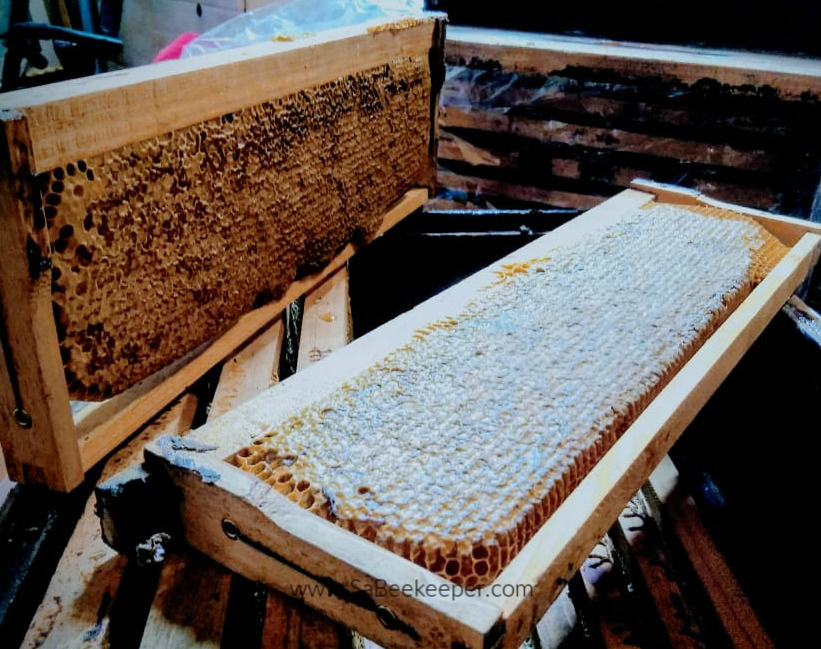 a set of honey combs that are thicker and fully capped with a wax capping. The honey is stored in this manner.