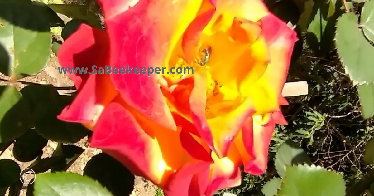 a green sweat bee on open roses