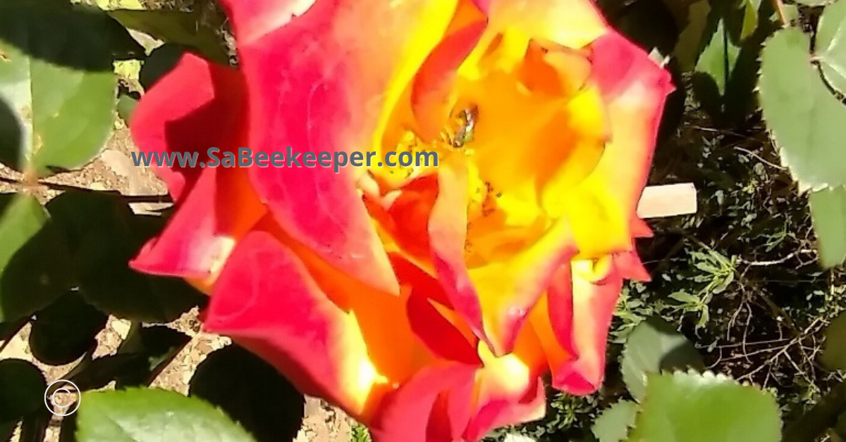 a green sweat bee on open roses
