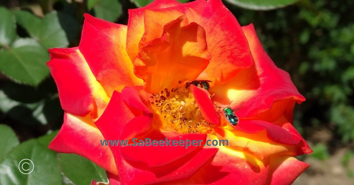 a few green sweat bees on pretty open roses foraging