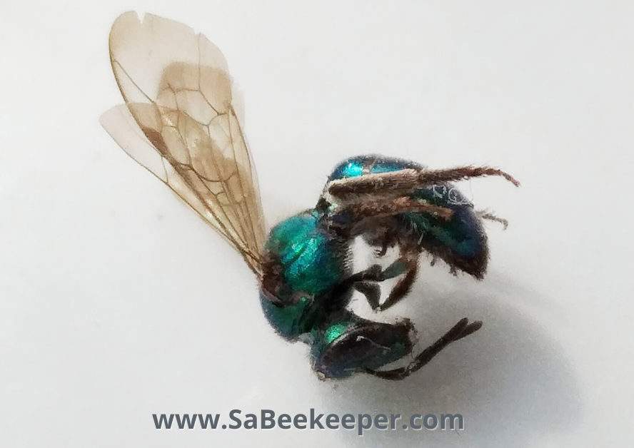 a green sweat bee that is full of grit and dirt. died in a window