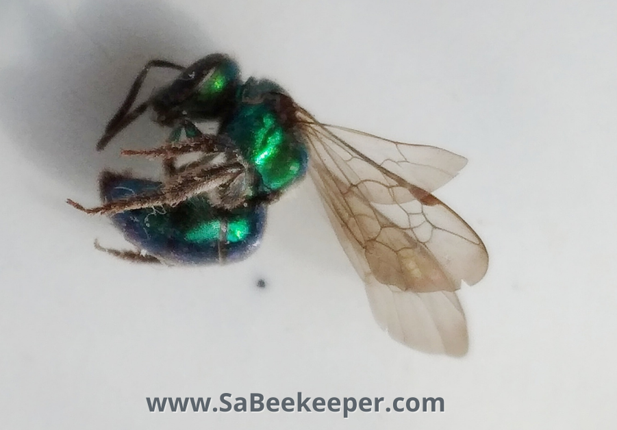 a metallic green sweat bee that died in a window. a photo