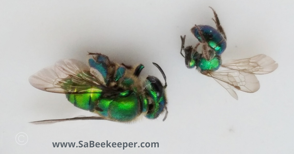 an metallic orchard bee and a metallic green sweat bee dead