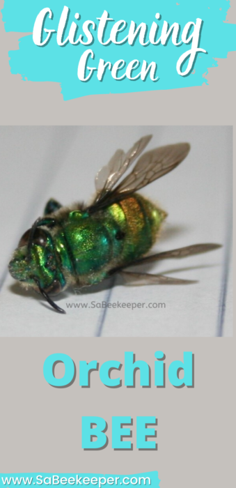 スーパーセール】 BJFE Orchid Bee OD エフェクター - madamevodevil.com