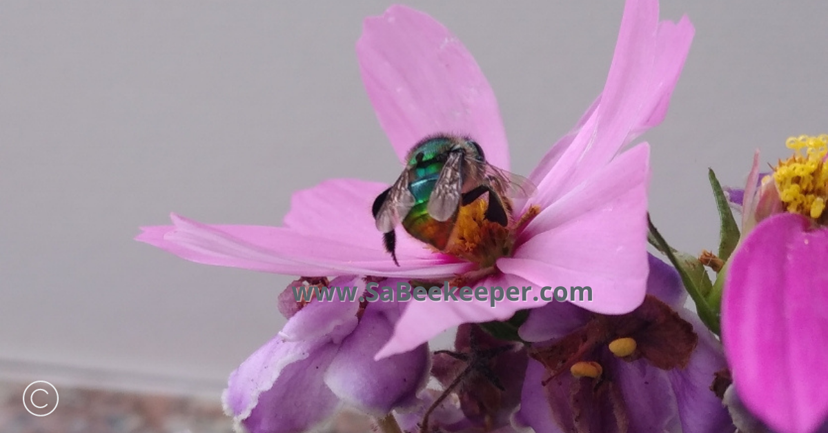 a cosmos flower and a green and glossy orchid bee seeking food 
