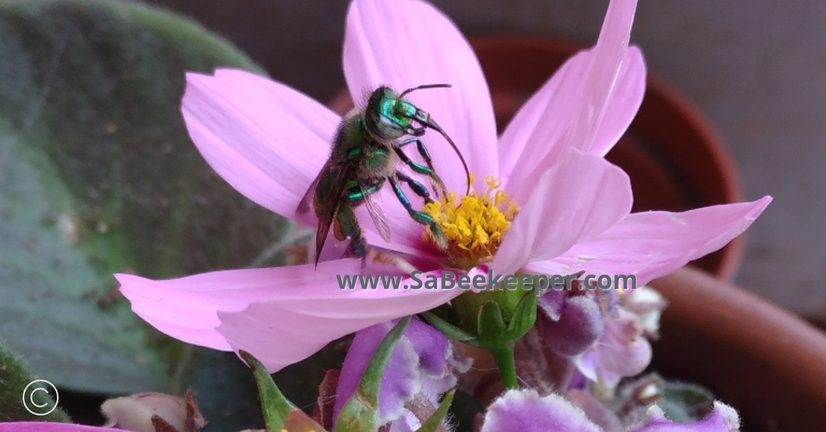 noticing the long tongue of this green orchid bee trying to obtain nectar on a cosmos flower.