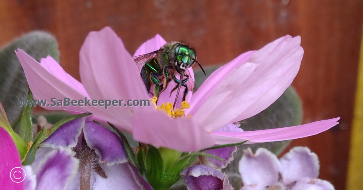 a green orchid bee foraging for some much needed nectar on a colorful cosmos flower.